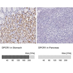 DPCR-1 Antibody, Novus Biologicals:Antibodies:Primary Antibodies